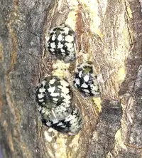 Calico Scale (N/A) in Middle Tennessee