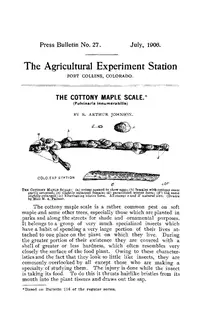 Cottony Maple Scale (N/A) in Middle Tennessee