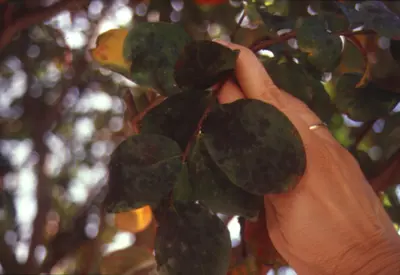 Landscape Pests in Middle Tennessee