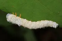 Dogwood Sawfly (N/A) in Middle Tennessee