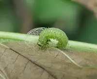 Elm Zigzag Sawfly (N/A) in Middle Tennessee