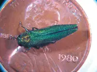 Emerald Ash Borer (Agrilus planipennis) in Middle Tennessee
