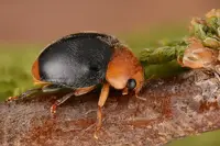 Gill's Mealybug (N/A) in Middle Tennessee