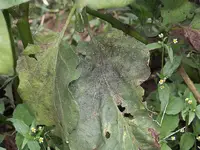 Glasshouse Whitefly (N/A) in Middle Tennessee