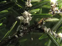 Hemlock Woolly Adelgid (N/A) in Middle Tennessee