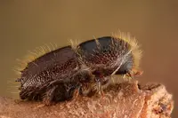IPS Bark Beetle (N/A) in Middle Tennessee