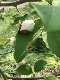 Magnolia Scale (Neolecanium cornuparvum) in Middle Tennessee