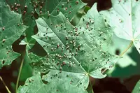 Maple Bladdergall Mite (N/A) in Middle Tennessee