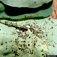 Melon Aphid (Aphis gossypii) in Middle Tennessee