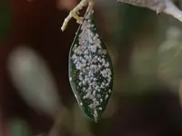 Oleander Scale (N/A) in Middle Tennessee