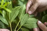 Rhododendron Lace Bug (N/A) in Middle Tennessee