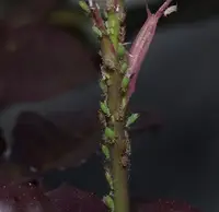 Rose Aphid (N/A) in Middle Tennessee