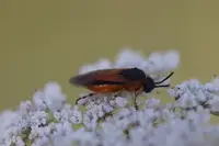 Rose Sawfly (Arge ochracea) in Middle Tennessee
