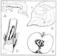 Serpentine Leaf Miner (Liriomyza trifolii) in Middle Tennessee