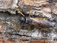 Sirex Woodwasp (N/A) in Middle Tennessee