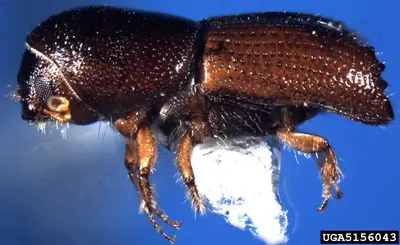 Southern Pine Beetle (N/A) in Middle Tennessee