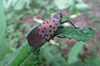 Spotted Lanternfly (Lycorma delicatula) in Middle Tennessee