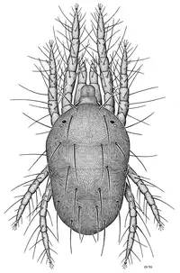 Twospotted Spider Mite (Tetranychus urticae) in Middle Tennessee