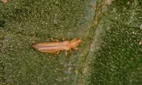 Western Flower Thrips (Frankliniella occidentalis) in Middle Tennessee