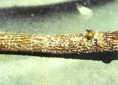 White Peach Scale (Pseudaulacaspis pentagona) in Middle Tennessee