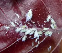 Woolly Beech Aphid (N/A) in Middle Tennessee