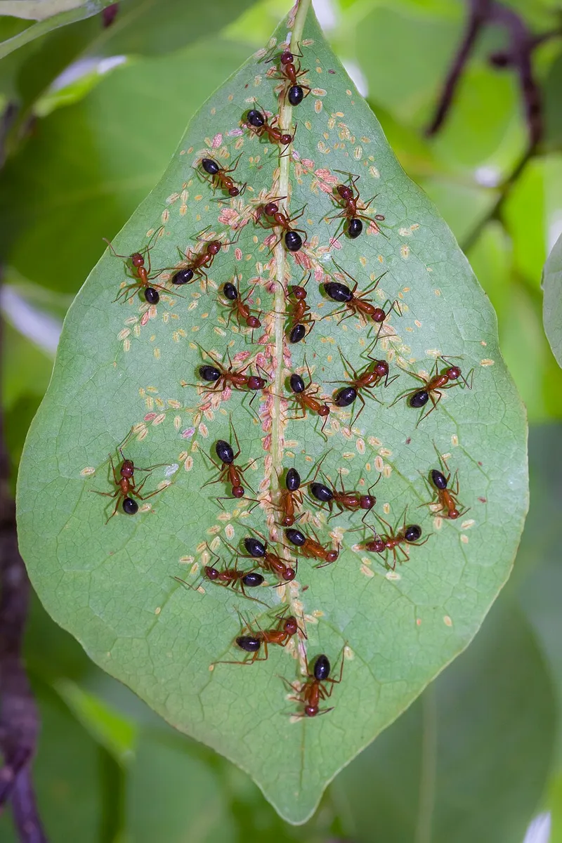 Tuliptree Scale (N/A) — pest in Middle Tennessee