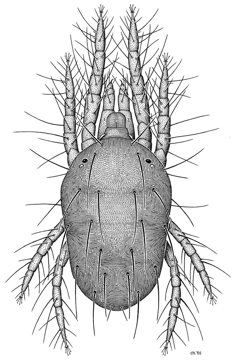 Twospotted Spider Mite (Tetranychus urticae) — pest in Middle Tennessee