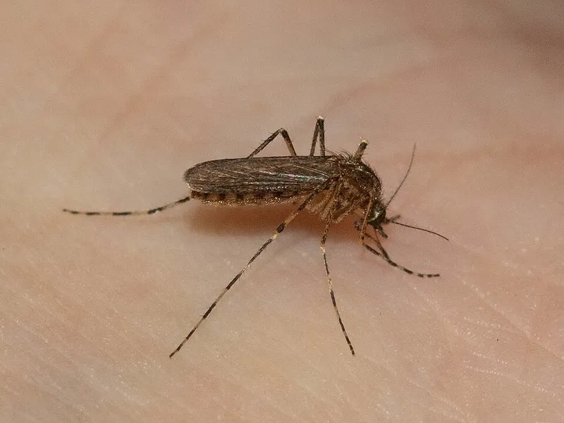 Cattail mosquito (Coquillettidia perturbans) — pest in Middle Tennessee