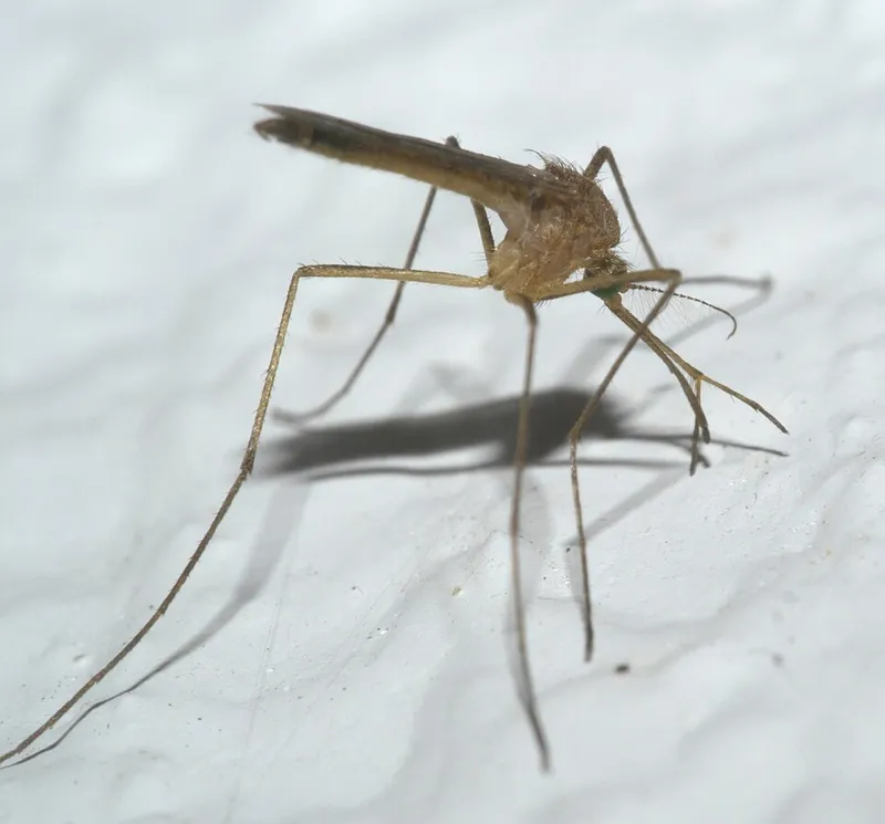 Eastern encephalitis mosquito (Culex restuans) — pest in Middle Tennessee