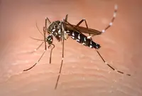 Mosquitoes in Middle Tennessee