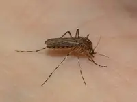 Cattail mosquito (Coquillettidia perturbans) in Middle Tennessee