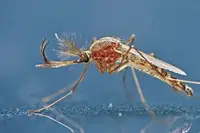 Common house mosquito (Culex pipiens) in Middle Tennessee