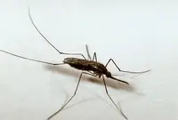 Common malaria mosquito (Anopheles quadrimaculatus) in Middle Tennessee