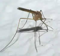 Eastern encephalitis mosquito (Culex restuans) in Middle Tennessee