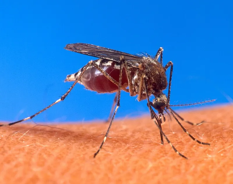 Yellow fever mosquito (Aedes aegypti) — pest in Middle Tennessee