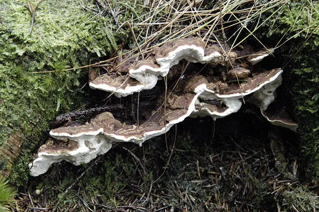 Annosum Root Rot plant disease in Middle Tennessee