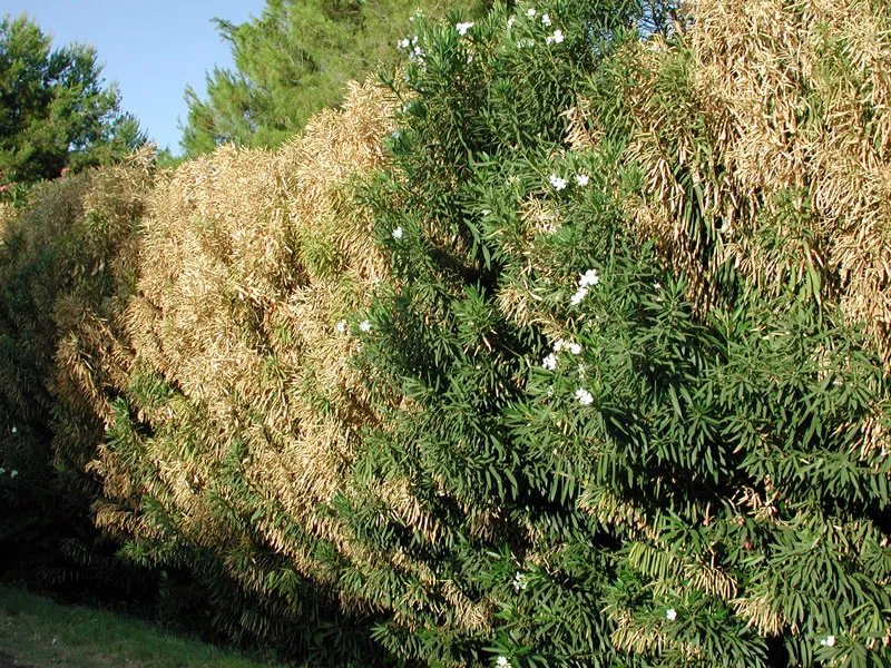 Bacterial Leaf Scorch plant disease in Middle Tennessee