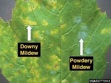 Downy Mildew plant disease in Middle Tennessee