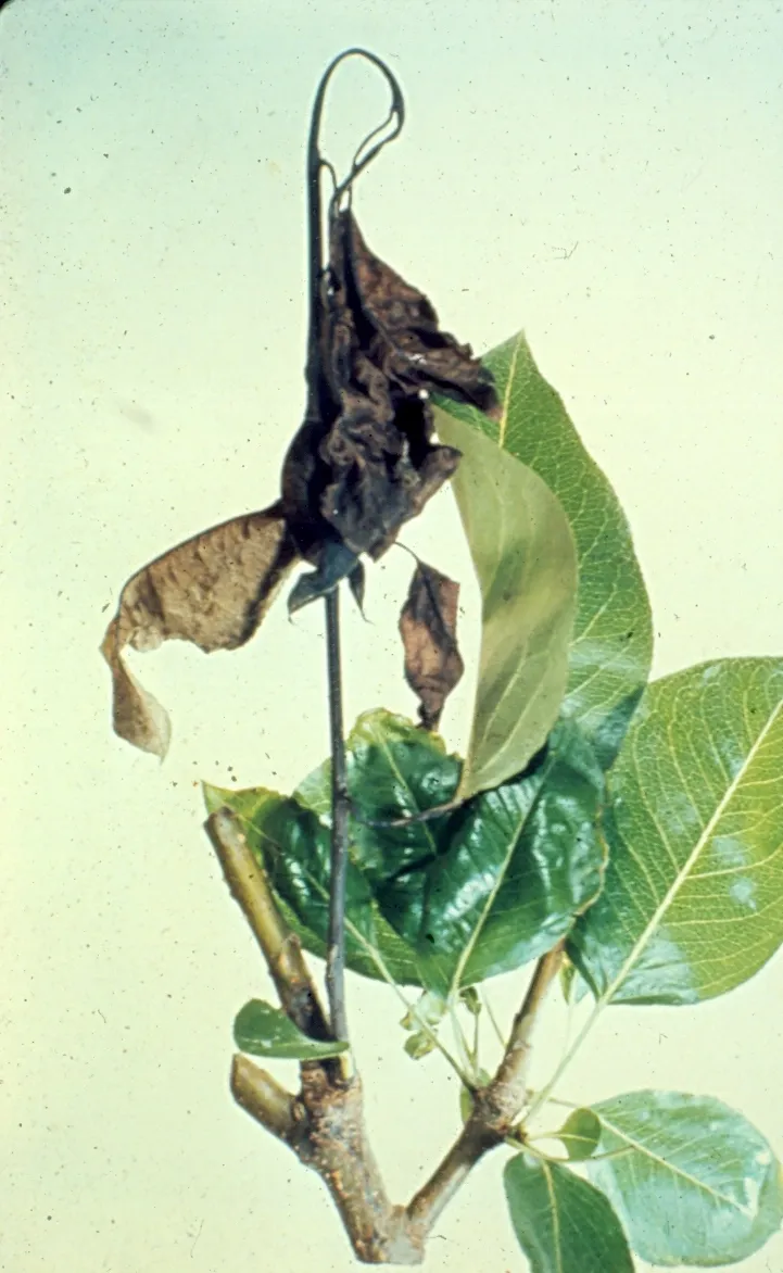 Fire Blight plant disease in Middle Tennessee