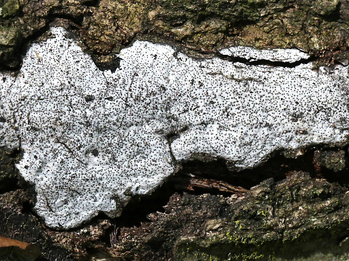 Hypoxylon Canker thumbnail 2