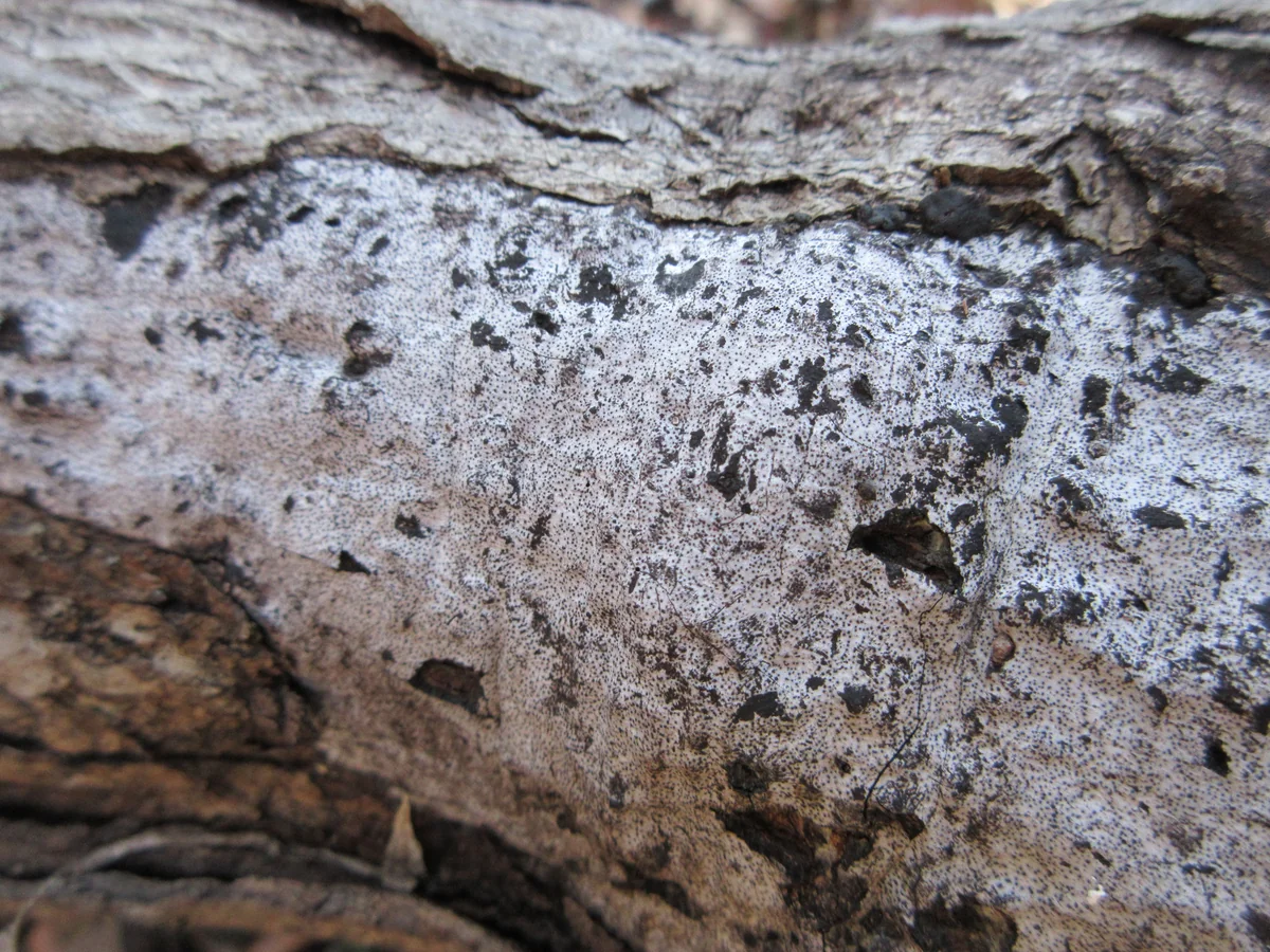 Hypoxylon Canker thumbnail 3