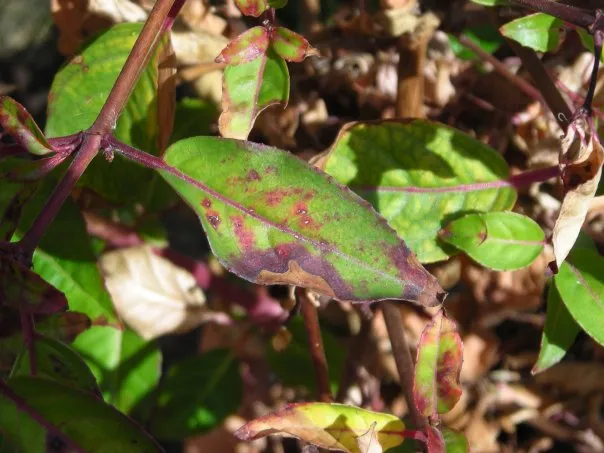 Impatiens Necrotic Spot Virus plant disease in Middle Tennessee