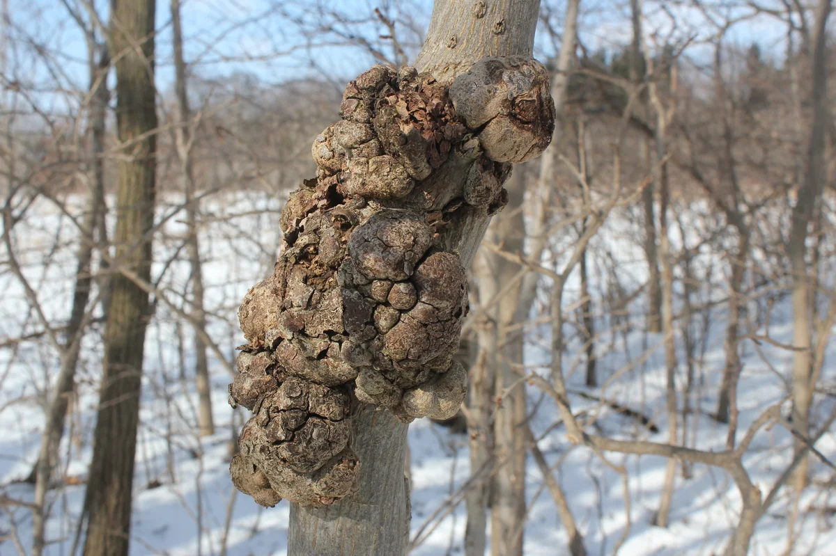 Phomopsis thumbnail 2