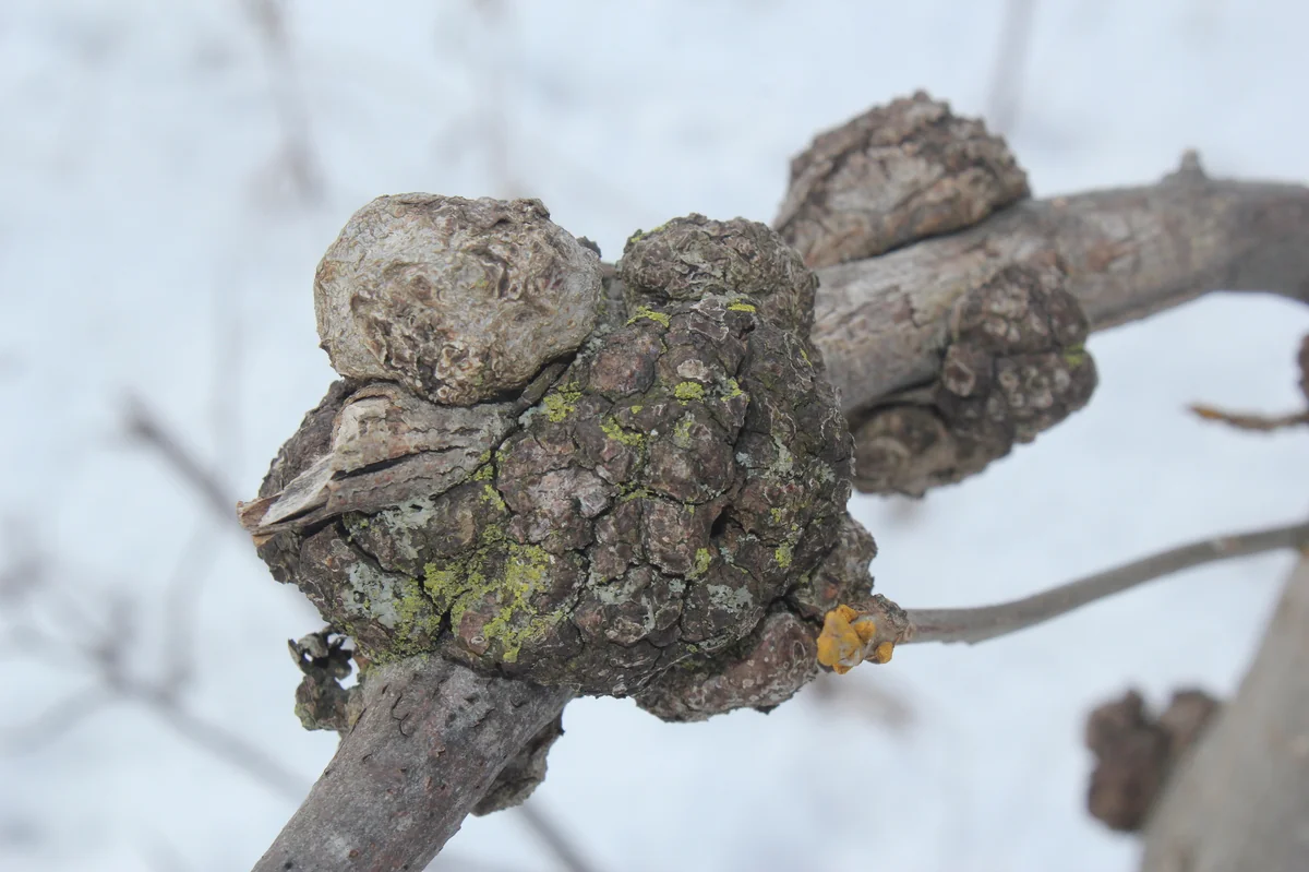 Phomopsis thumbnail 3
