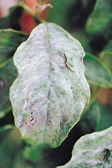 Powdery Mildew plant disease in Middle Tennessee