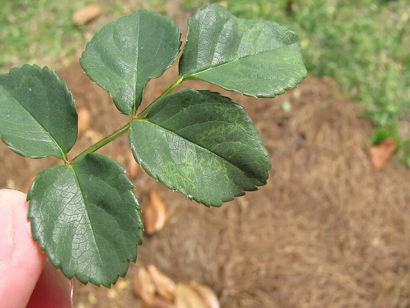 Rose Mosaic Virus plant disease in Middle Tennessee