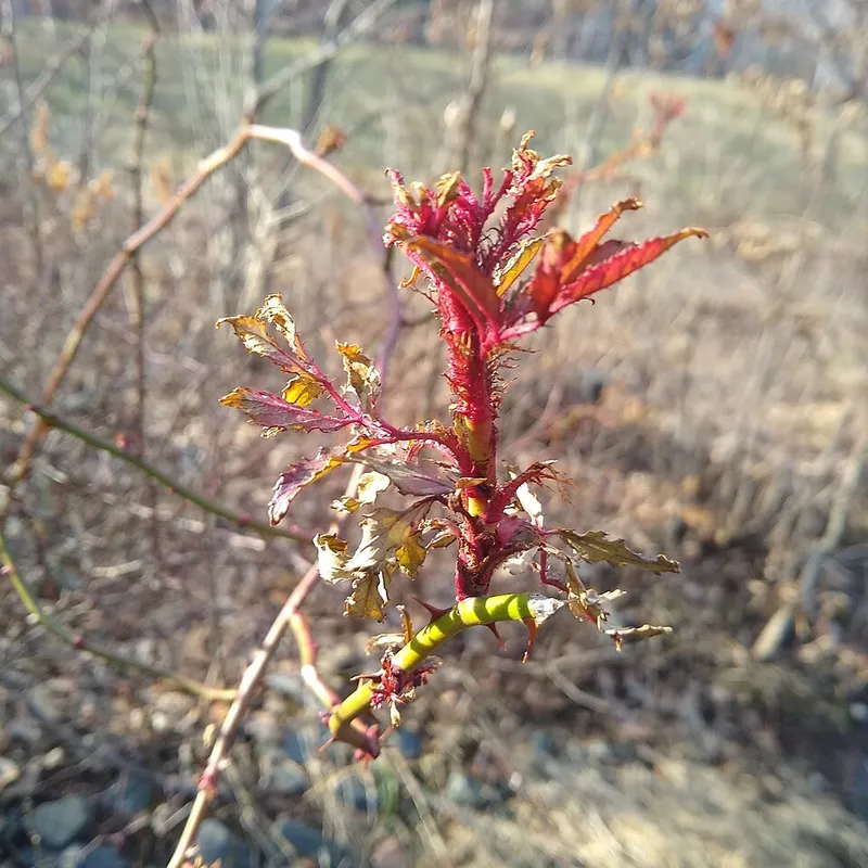 Rose Rosette Virus plant disease in Middle Tennessee