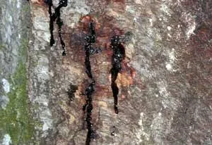Sudden Oak Death plant disease in Middle Tennessee