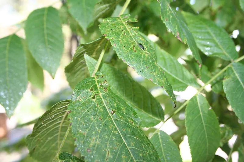 Thousand Cankers Disease plant disease in Middle Tennessee