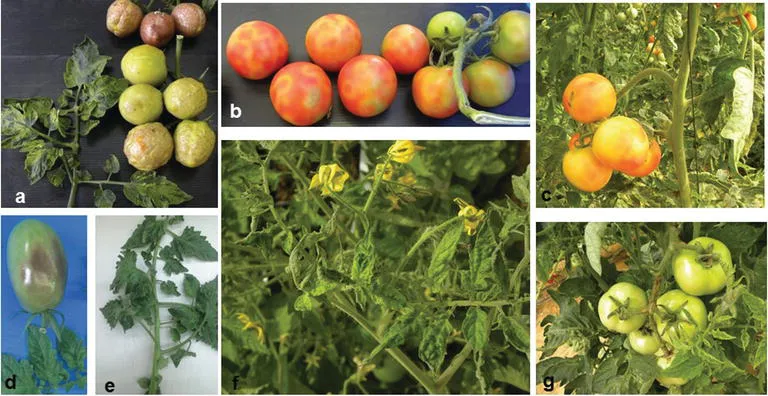 Tomato Brown Rugose Fruit Virus plant disease in Middle Tennessee